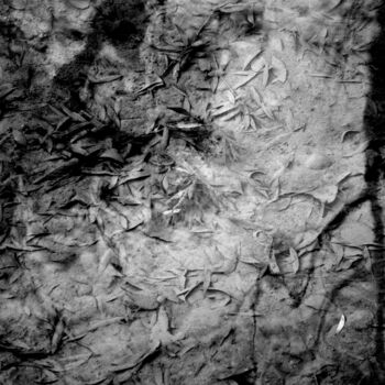 Fotografie mit dem Titel "RENCONTRE AQUATIQUE…" von Philippe Berthier, Original-Kunstwerk, Digitale Fotografie