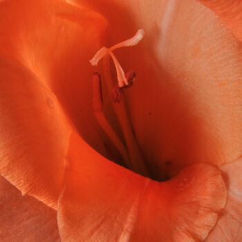Fotografie getiteld "gladiolus" door Phillip Windell, Origineel Kunstwerk, Digitale fotografie