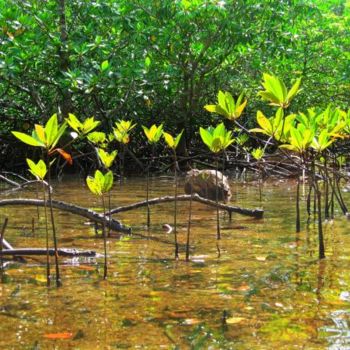 "Mangrove N°17" başlıklı Fotoğraf Michel Hervo tarafından, Orijinal sanat