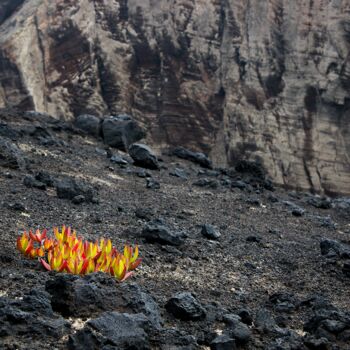 Photographie intitulée "New Life" par Pier Maulini, Œuvre d'art originale, Photographie numérique