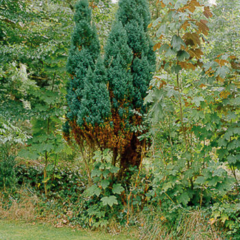 Fotografie mit dem Titel "Sans titre (jardin)" von Pierre-Marie Berberian, Original-Kunstwerk, Analog Fotografie