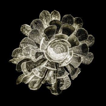 Fotografía titulada "Quelques fleurs #40" por Pierre Nadler, Obra de arte original, Fotografía digital