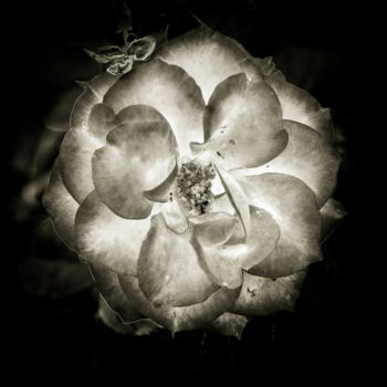 "Quelques fleurs #05" başlıklı Fotoğraf Pierre Nadler tarafından, Orijinal sanat, Dijital Fotoğrafçılık