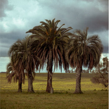 Photography titled "palmeiras" by Felipe Aguiar, Original Artwork, Non Manipulated Photography