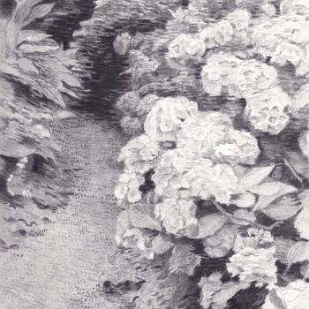 Drawing titled "Hydrangeas" by Piotr Szerszynski, Original Artwork, Pencil