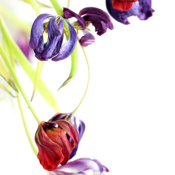 Photographie intitulée "Fleur №3.jpg" par Polina Jourdain-Kobycheva, Œuvre d'art originale