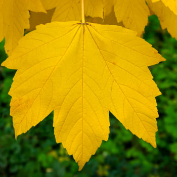 Fotografia intitulada "Autumn leaf" por Art$Art, Obras de arte originais, Fotografia digital