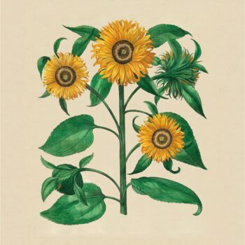 Digital Arts titled "Sunflowers" by Radiy Bohem, Original Artwork, Digital Painting