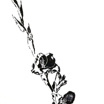 Desenho intitulada "gladiolus drawings…" por Raphael Perez, Obras de arte originais, Tinta