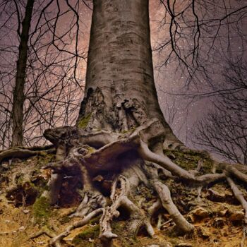 Photographie intitulée "DES RACINES ET DES…" par Rémy Vallée, Œuvre d'art originale, Photographie numérique