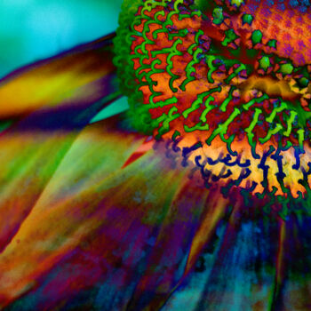 Digital Arts titled "Rainbow Coneflower" by Robbi Ling Montgomery, Original Artwork, 2D Digital Work