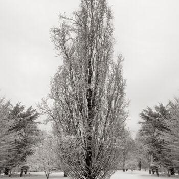 Photography titled "Tall Winter Tree" by Robert D Atkinson, Original Artwork, Digital Photography