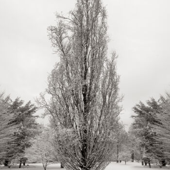 Photographie intitulée "Tall Winter Tree" par Robert D Atkinson, Œuvre d'art originale, Photographie numérique