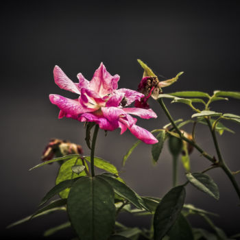 Photography titled "Pink Rose" by Rohit Kamboj, Original Artwork, Digital Photography