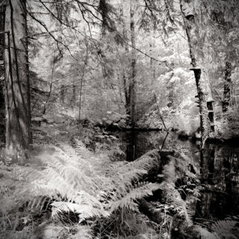 Photographie intitulée "Fern" par Romeo Koitmäe, Œuvre d'art originale, Photographie argentique