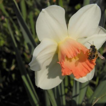 Photographie intitulée "L'abeille" par Ronan Le Morvan, Œuvre d'art originale, Photographie numérique