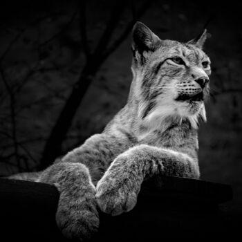 Fotografie mit dem Titel "Le lynx" von Rosalina Vaz, Original-Kunstwerk, Digitale Fotografie