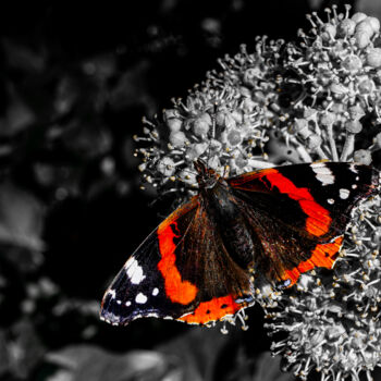 Fotografie mit dem Titel "Papillon 1" von Rosalina Vaz, Original-Kunstwerk, Digitale Fotografie