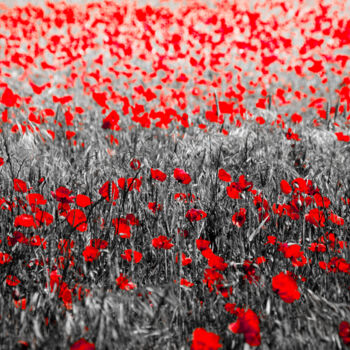 Photography titled "Coquelicot 3" by Rosalina Vaz, Original Artwork, Digital Photography