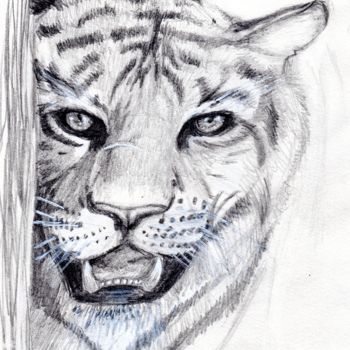 Dessin intitulée "tigre.jpg" par Sandra Chapdelaine, Œuvre d'art originale, Graphite