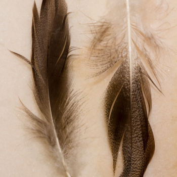 Photography titled "Feathers" by Sandra Platas Hernández, Original Artwork, Digital Photography