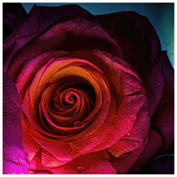 Arts numériques intitulée "Rosa #6643" par Sandro, Œuvre d'art originale, Photographie numérique