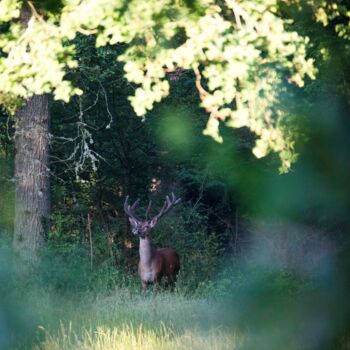 Photography titled "le cerf" by Pierre Schwartz, Original Artwork, Digital Photography