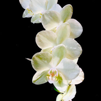 "White orchid Quintu…" başlıklı Fotoğraf Stephen D. Smith tarafından, Orijinal sanat, Dijital Fotoğrafçılık