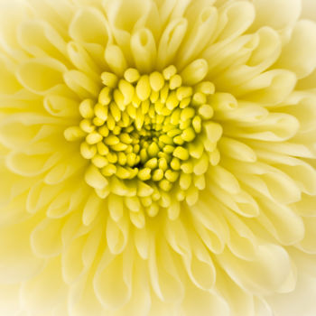 Fotografía titulada "Yellow Crisantema" por Silvia Marcoschamer, Obra de arte original, Fotografía digital