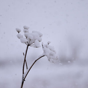 Фотография под названием "Winter magic" - Slydesign, Подлинное произведение искусства, Цифровая фотография