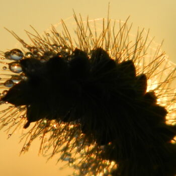 Fotografia intitolato "Caterpillar-hydrated" da Sorin Niculae Lazar, Opera d'arte originale