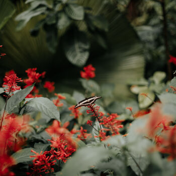 Fotografía titulada "Cute butterfly surr…" por Victoria Yuskevych, Obra de arte original, Fotografía digital