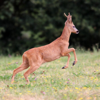 Photography titled "Le galop du brocard." by Stéphane Etienne, Original Artwork