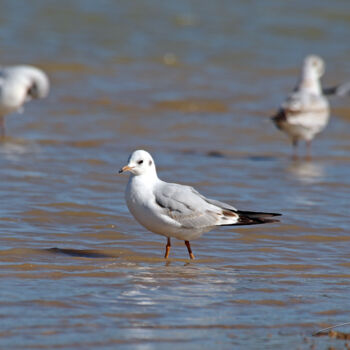 Photography titled "La mouette rieuse." by Stéphane Etienne, Original Artwork