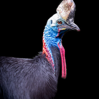 Photography titled "L'oiseau casqué" by Steven Dartois, Original Artwork, Digital Photography