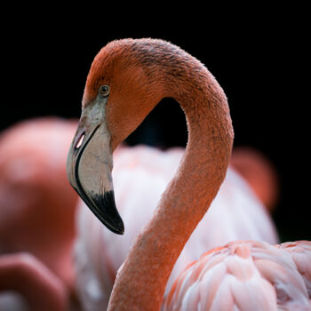 Photographie intitulée "Flamingo 1" par Steven Dartois, Œuvre d'art originale, Photographie numérique