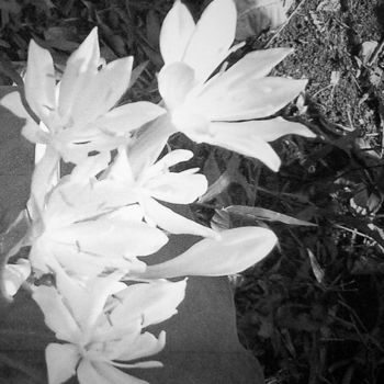 Fotografie mit dem Titel "close-white-flowers…" von Suleiman, Original-Kunstwerk