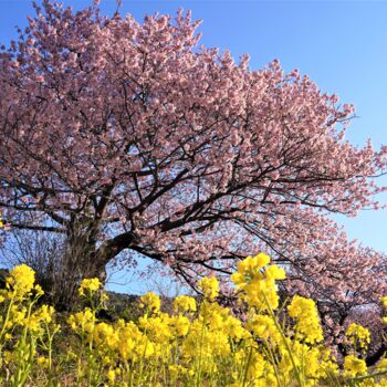 Φωτογραφία με τίτλο "Kawazu cherry bloss…" από Svalvald Photo, Αυθεντικά έργα τέχνης, Ψηφιακή φωτογραφία