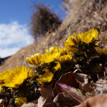 Fotografia intitulada "Fukujusou bloom in…" por Svalvald Photo, Obras de arte originais, Fotografia digital