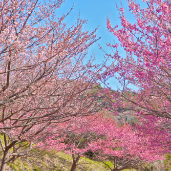 Photography titled "Izu-toizakura bloom…" by Svalvald Photo, Original Artwork, Digital Photography