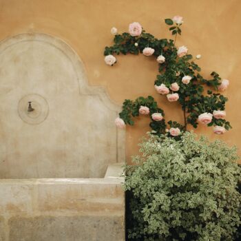 Photography titled "Provençal rose gard…" by Sylvia Haghjoo, Original Artwork, Digital Photography