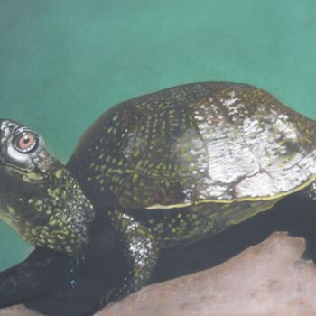 Drawing titled "La tortue cistude" by Symélia Art, Original Artwork, Pastel