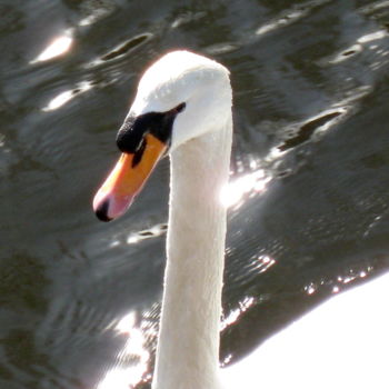 Photography titled "swan" by Tom Schrijver, Original Artwork