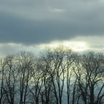 Photography titled "trees in a row" by Tom Schrijver, Original Artwork, Digital Photography