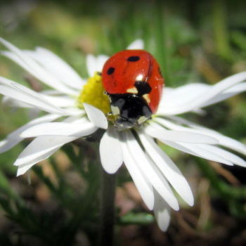 Photography titled "on a daisy" by Tom Schrijver, Original Artwork, Digital Photography