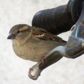 Photography titled "sparrow I" by Tom Schrijver, Original Artwork, Digital Photography