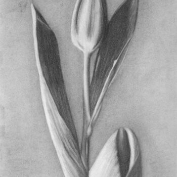 Zeichnungen mit dem Titel "Tulip" von Tammy Carrick, Original-Kunstwerk, Kohle
