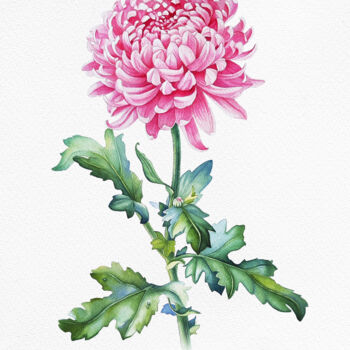 Schilderij getiteld "Pink Chrysanthemum" door Tatiana Repesciuc, Origineel Kunstwerk, Aquarel
