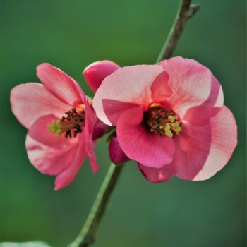 Photographie intitulée "fleur en bordure du…" par Tc.Photographie, Œuvre d'art originale, Photographie numérique