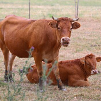 "Race bovine du limo…" başlıklı Fotoğraf Tc.Photographie tarafından, Orijinal sanat, Dijital Fotoğrafçılık